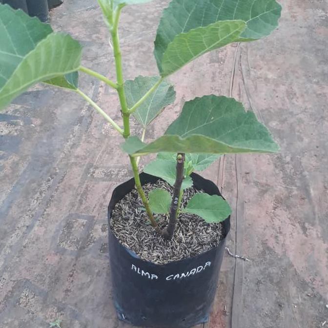 Pohon Tin Alma Canada Fig Buah Ara Buah Tin Varian Alma Canada Kuning Kw A1