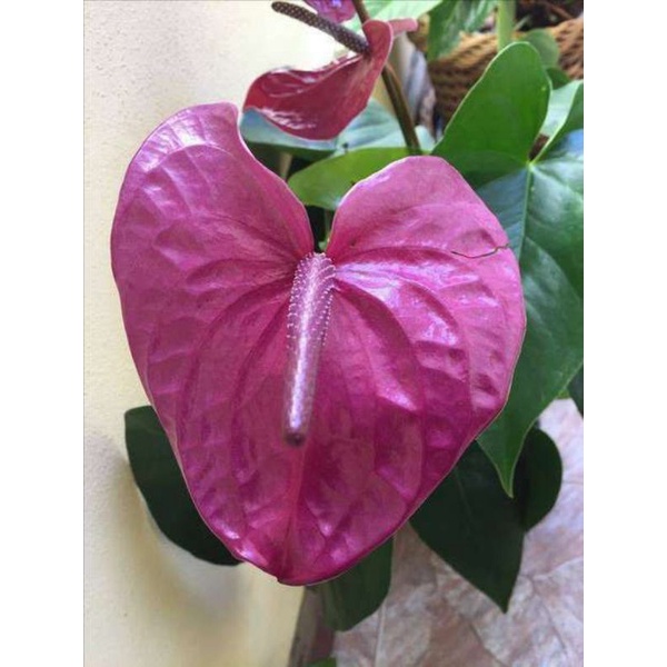 Tanaman Hias Anthurium Mickey Mouse Bunga Ungu besar / anturium bunga