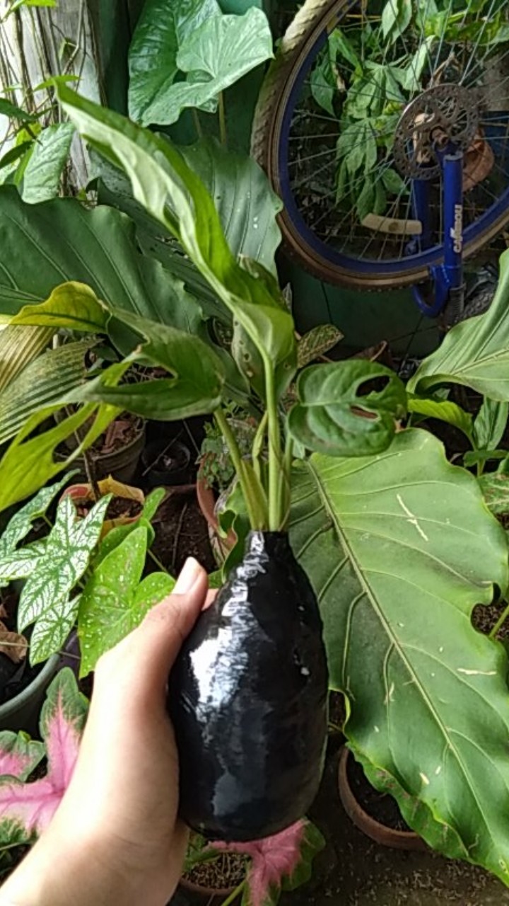 Janda Bolong- Tanaman Hias Monstera Obliqua Lokal