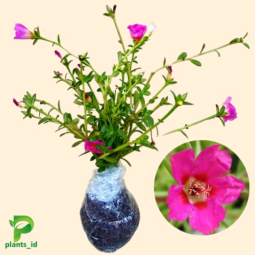 Benih Bunga Krokot Benih Tanaman Krokot Portulaca Benih Tanaman Hias krokot Portulaca Tanaman Berbun