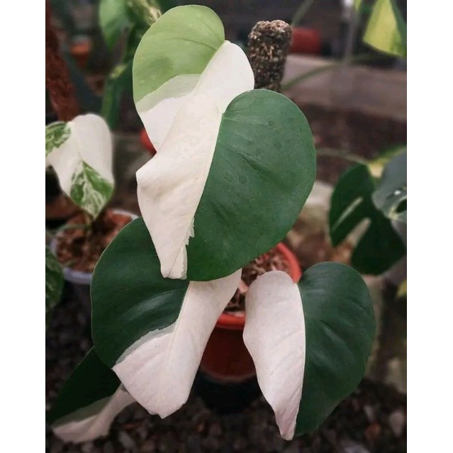 tunas daun pancing monstera variegata