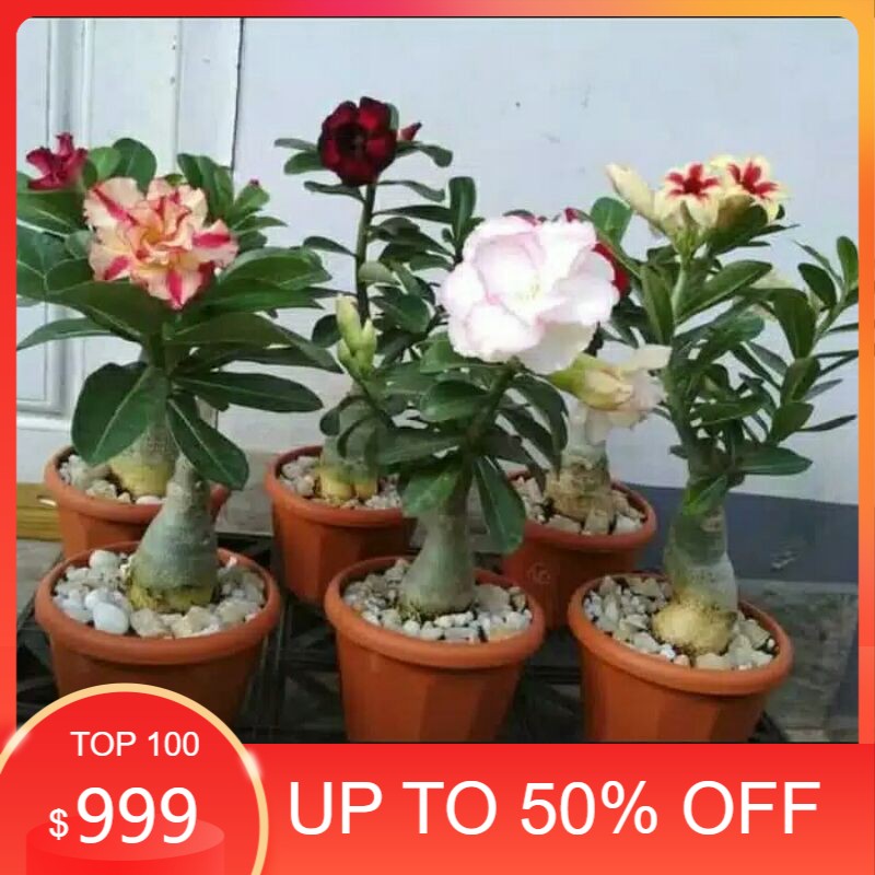 

bibit adenium - adenium tumpuk jepang