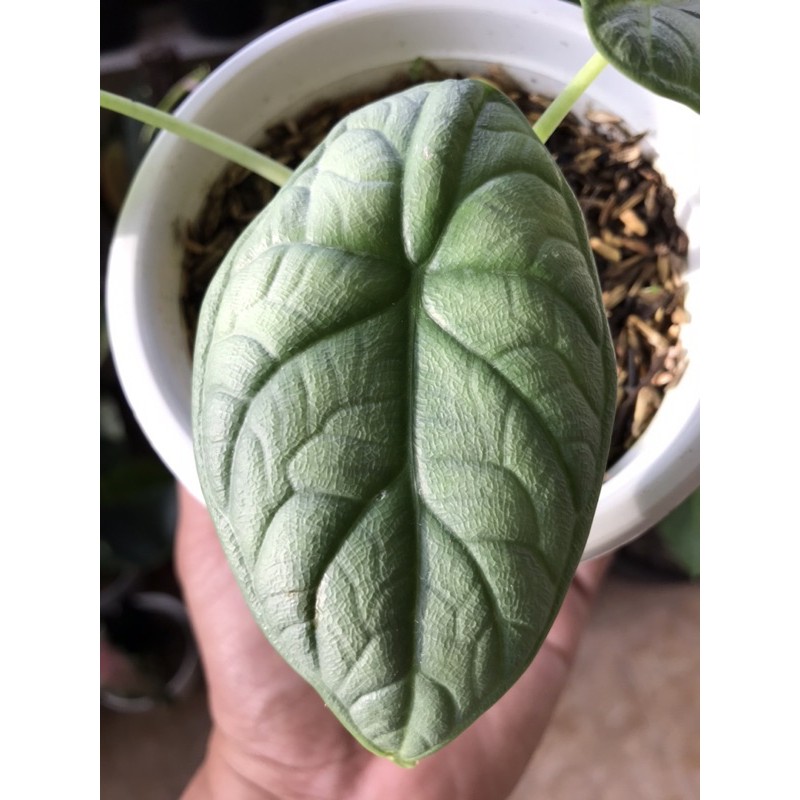 alocasia dragon moon - dragon silver x melo badak