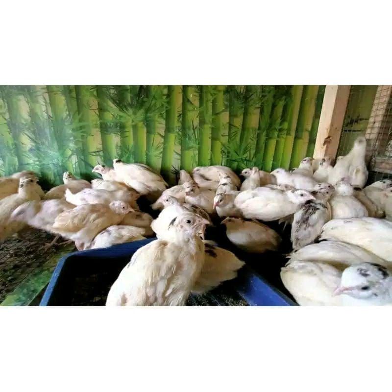 burung puyuh albino lincah