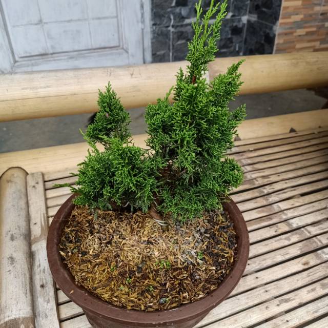Bonsai sargenti