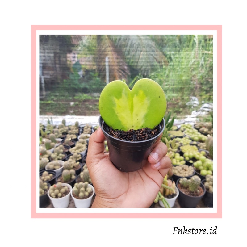 kaktus hoya love