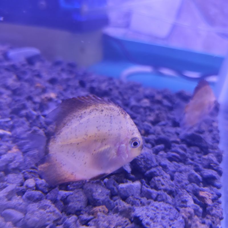 ikan discus red melon anakan | Shopee Indonesia