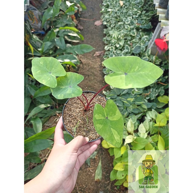 Baby Anakan Colocasia Lime Gecko