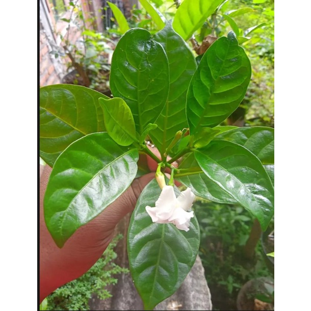 

DAUN KACA PIRING SEGAR | DAUN HERBAL | KACAPIRING OBAT 300g