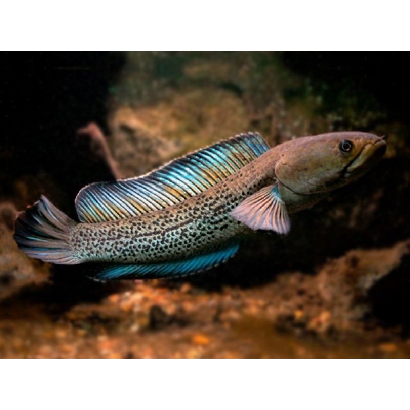 channa stewarti 10 11cm bukan auranti