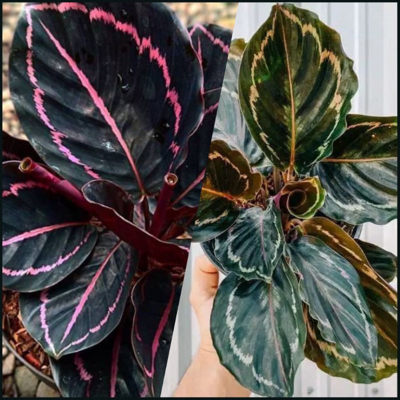 Paket 2 tanaman hias calathea - calathea black lipstick - calathea green lipstick - calathea