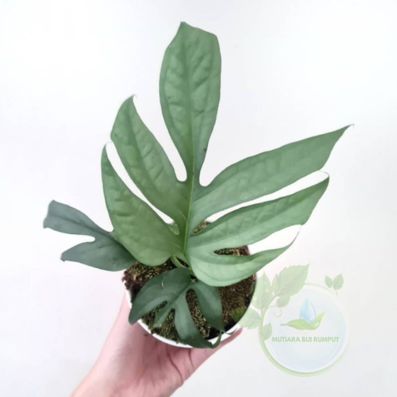 tanaman amydrium medium silver-tanaman amydrium silver