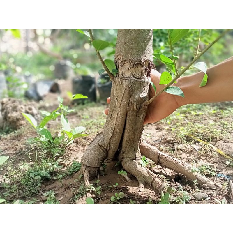 beringin iprik /preh lokal batang coklat