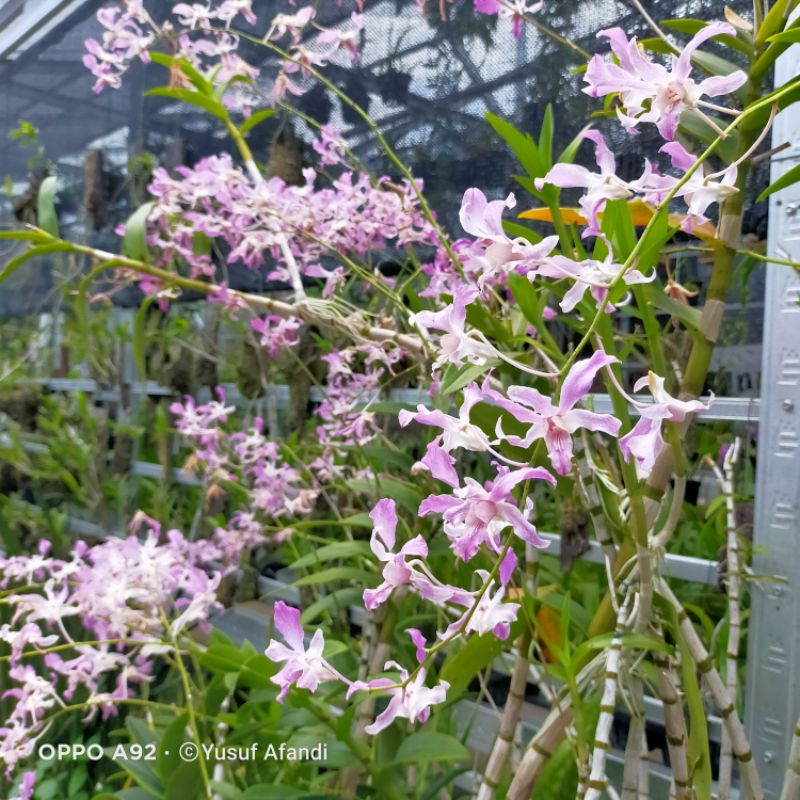dendrobium superbiens remaja media papan kulit pinus
