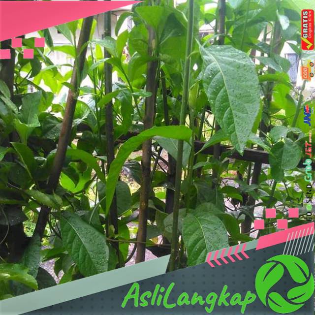 

Daun afrika segar(500gram)