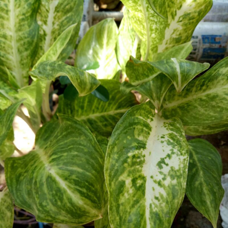 aglonema putih bintik hijau