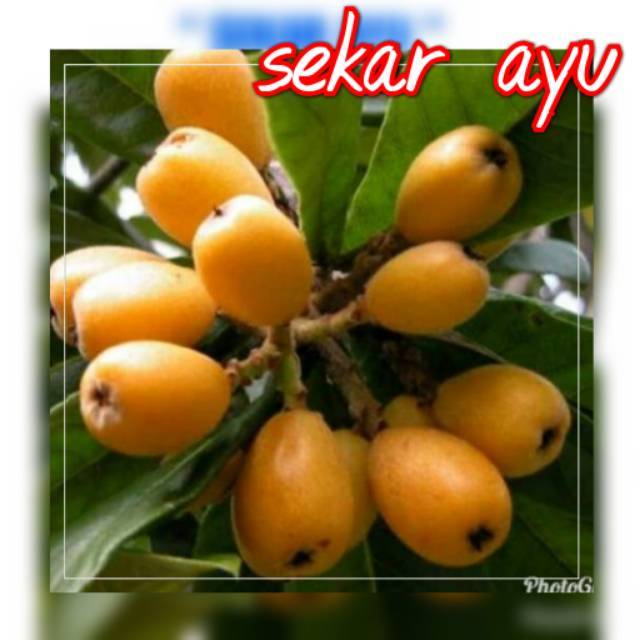 Bibit Buah Lecy Biwa