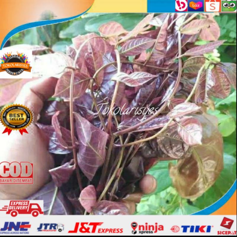 

Daun jengkol segar 500 gr herbal terlaris