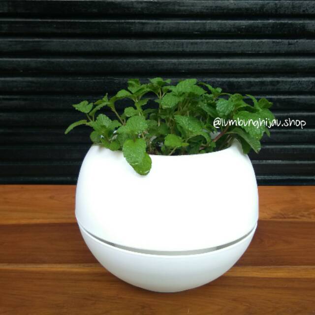 3 kg 1 Lusin Paket Pot Bola Putih 12 pcs Shopee 3 kg 1 Lusin Paket Pot Bola Putih 12 pcs Shopee