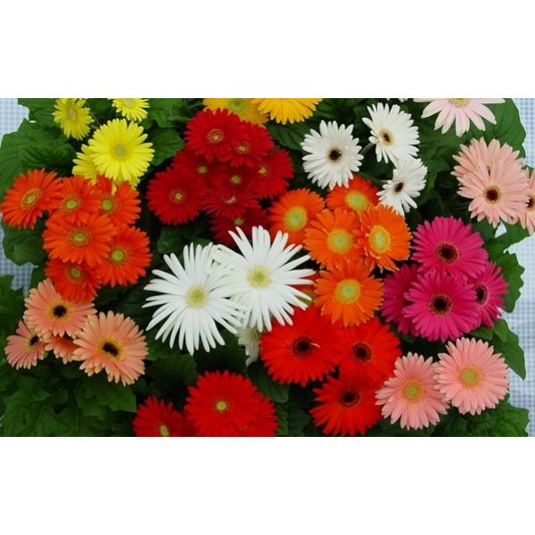 TANAMAN HIAS GERBERA WARNA RANDOM |MERAH,KUNING,PUTIH,PINK | PROMO SPESIAL MURAH MERIAH 250G