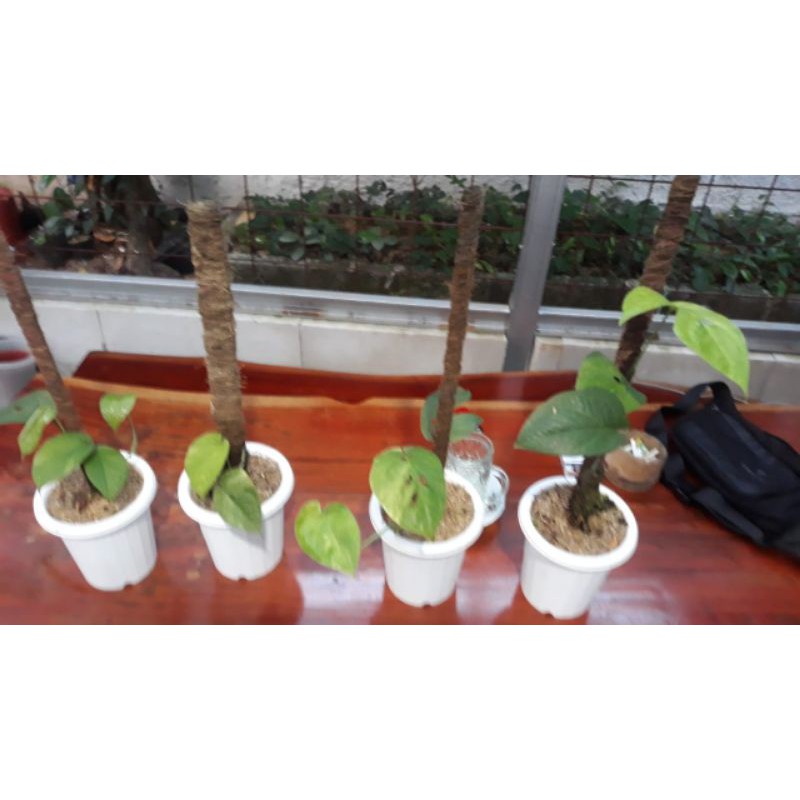 amydrium medium varigata