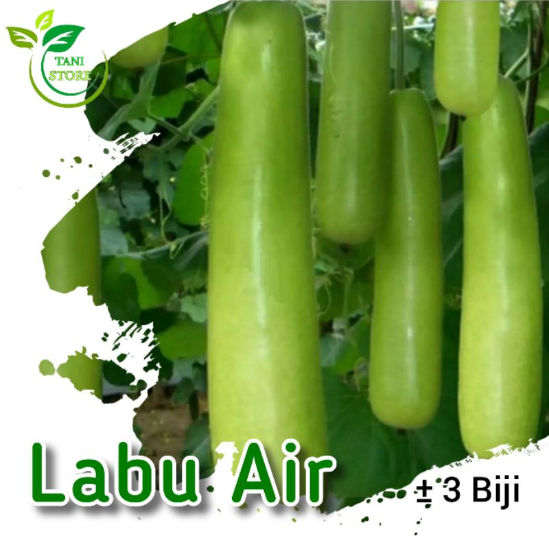 ±3 biji benih labu air panjang_bibit labu air