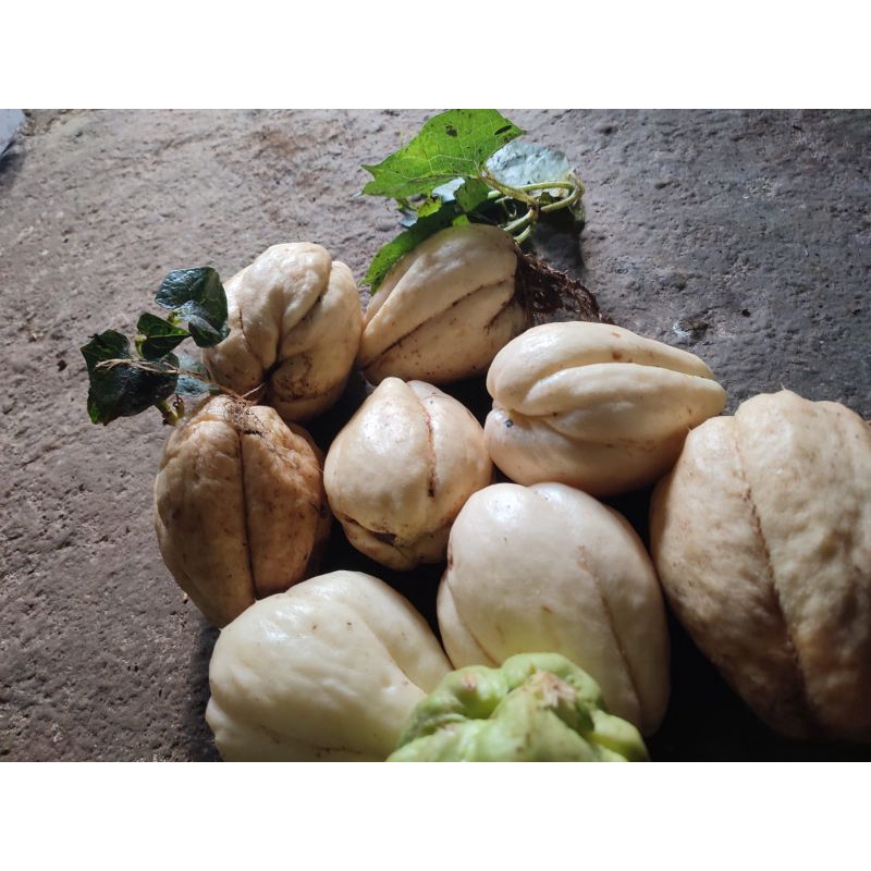 Bibit labu siam putih/jipang/gondes langka harga per pcs