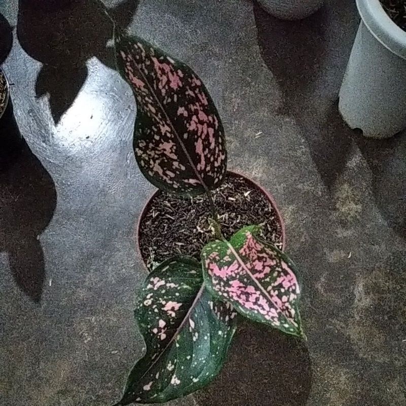 aglonema pink dalmation
