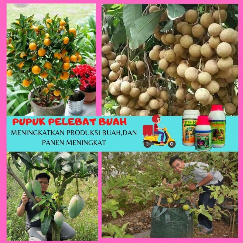 PUPUK PERANGSANG BUAH PELEBAT BUAH PUPUK TABULAMPOT