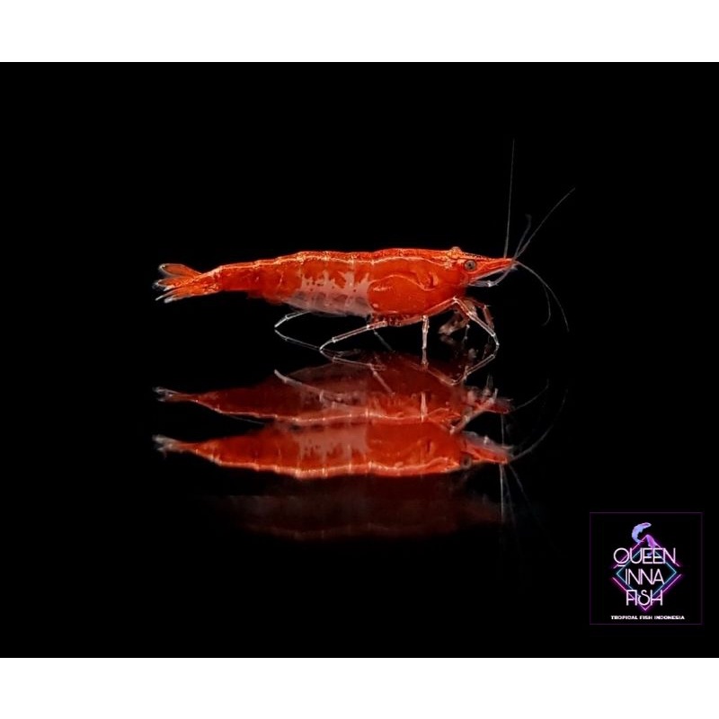 Udang Hias Aquascape - Neo caridina