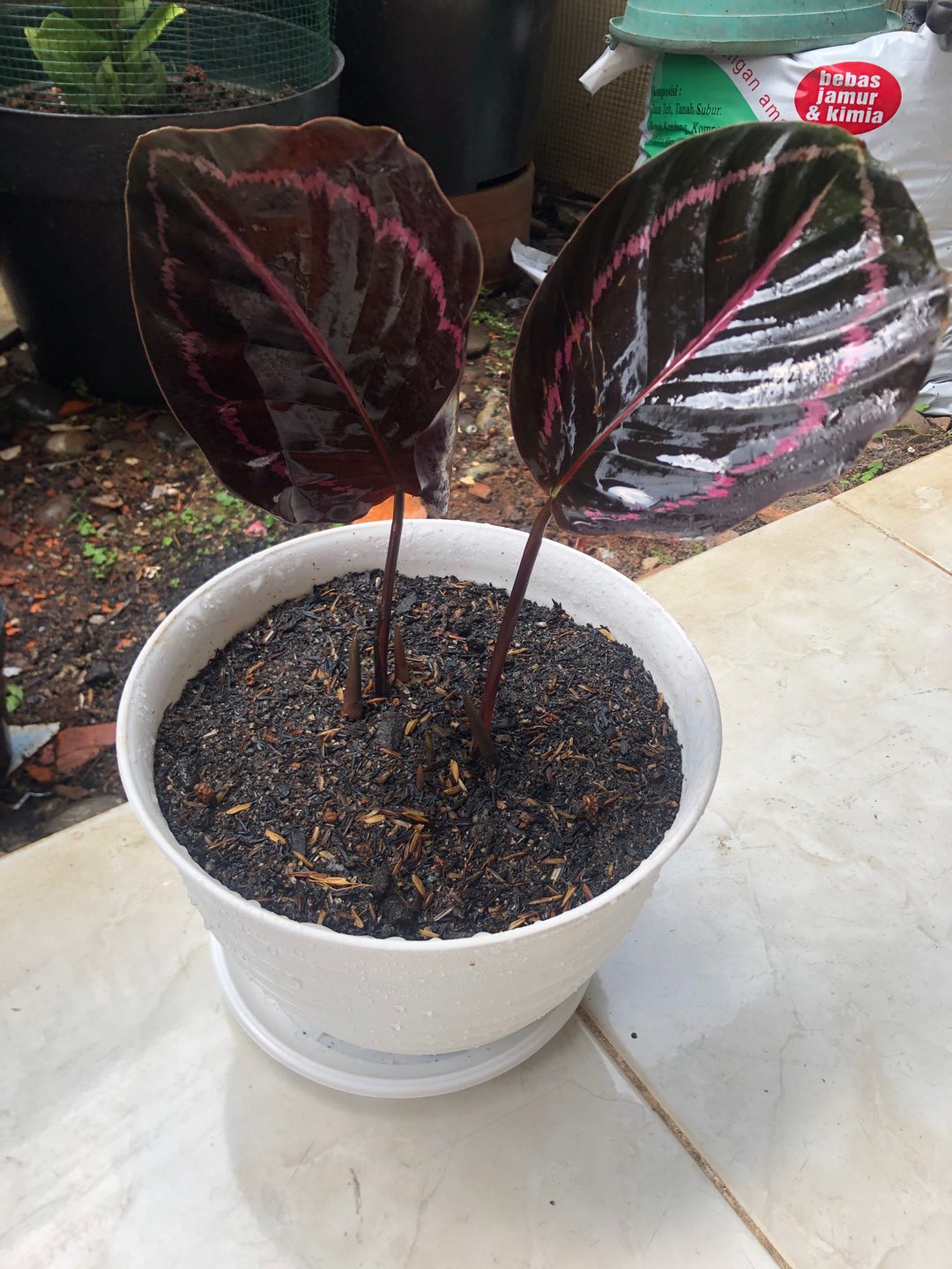 Tanaman Hias Calathea Black Lipstik - Pohon Kalatea Black Lipstik