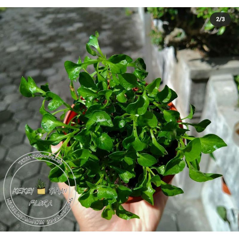 Tanaman Hias Krokot Hijau - Pohon Krokot Hijau