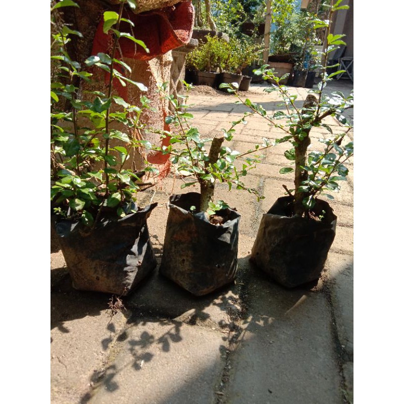 bahan bonsai hokiyanti import mame