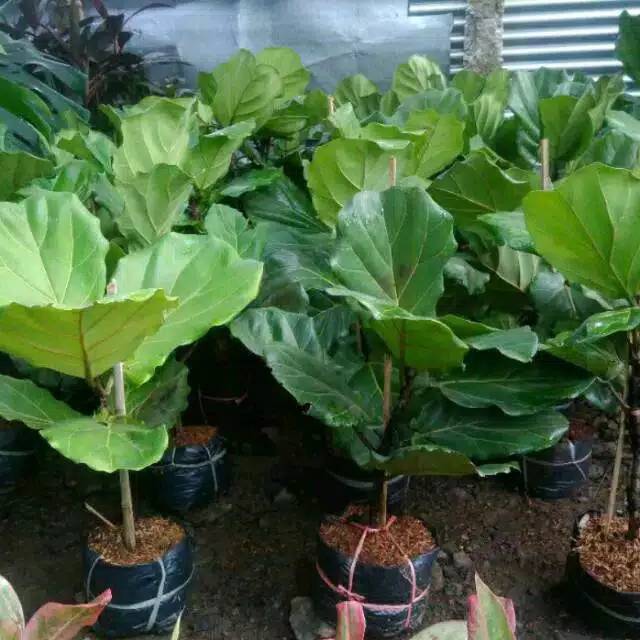 POHON KETAPANG BIOLA CANTIK - pohon ketapang biola