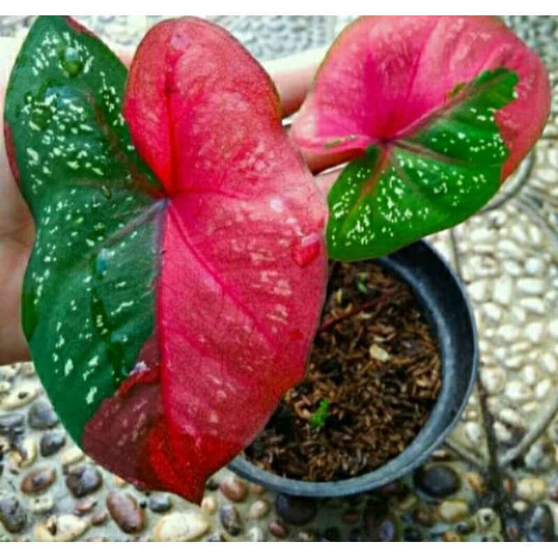 keladi baret merah tanaman hias keladi baret murah