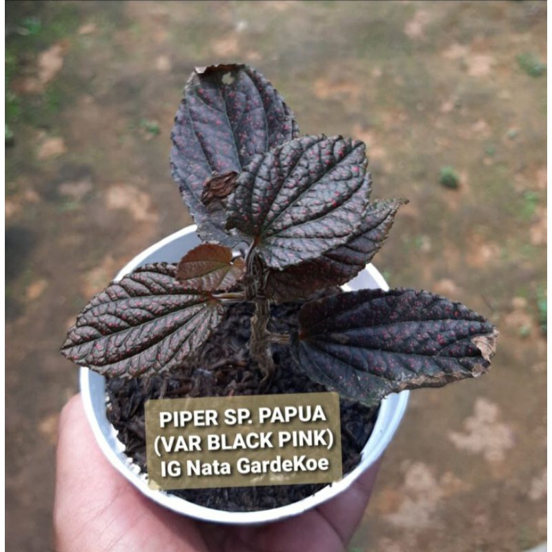 Jual Piper Sp Papua Var Balckpink Shopee Indonesia