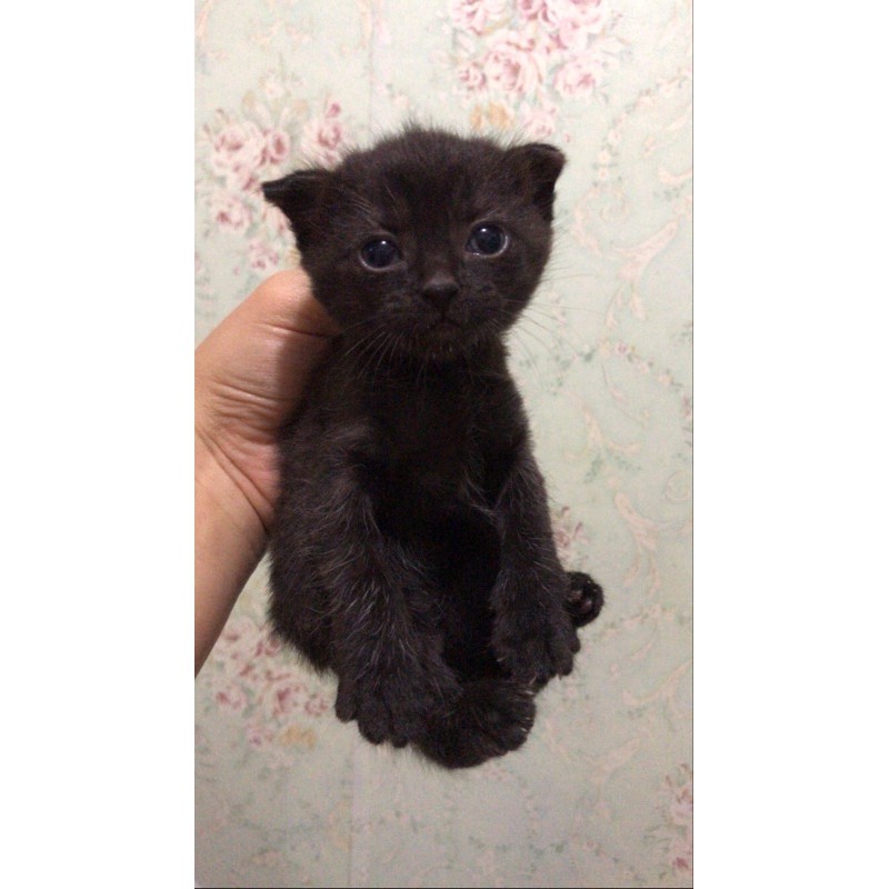 kitten Persia flatnose