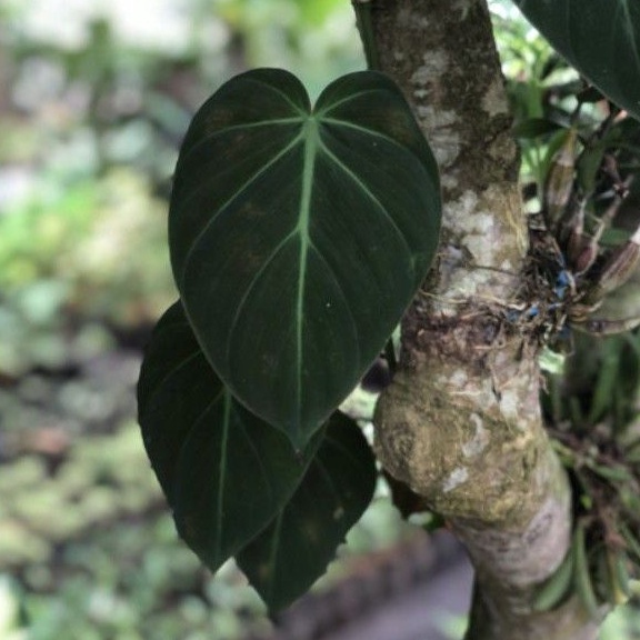 PHILODENDRON MICAN / PHILO MELANO KW