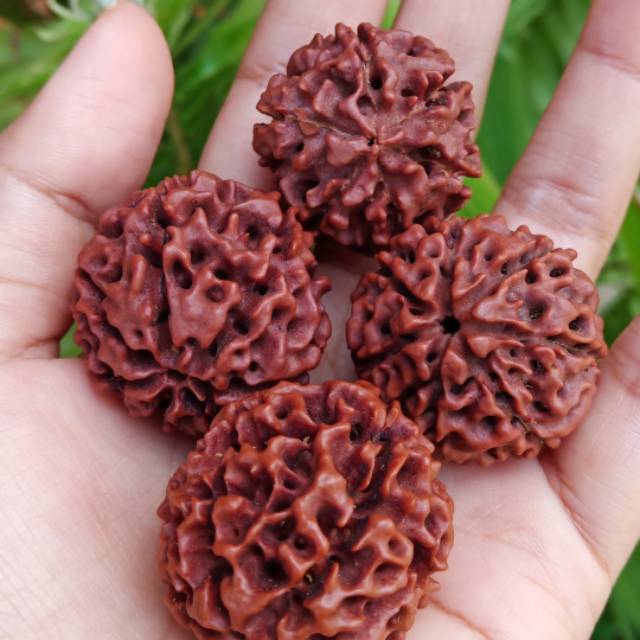 Biji jenitri genitri mukhi 6 mukhi 7 besar Shopee Indonesia Biji jenitri genitri mukhi 6 mukhi 7 besar Shopee Indonesia
