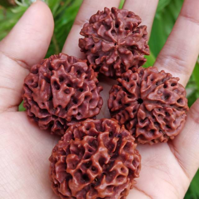 Biji jenitri genitri mukhi 6 mukhi 7 besar RANDOM rudraksha original