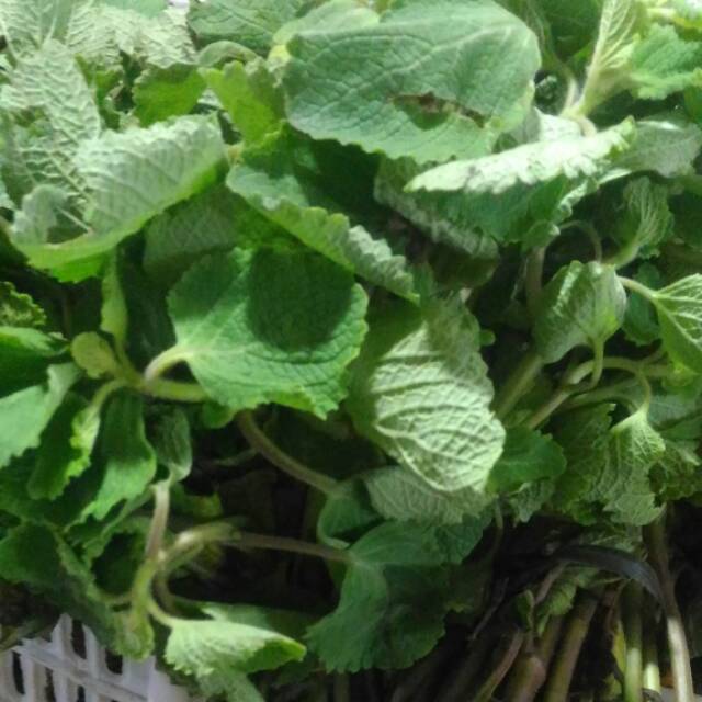 

Sayur Bangun Bangun Organik 500gr