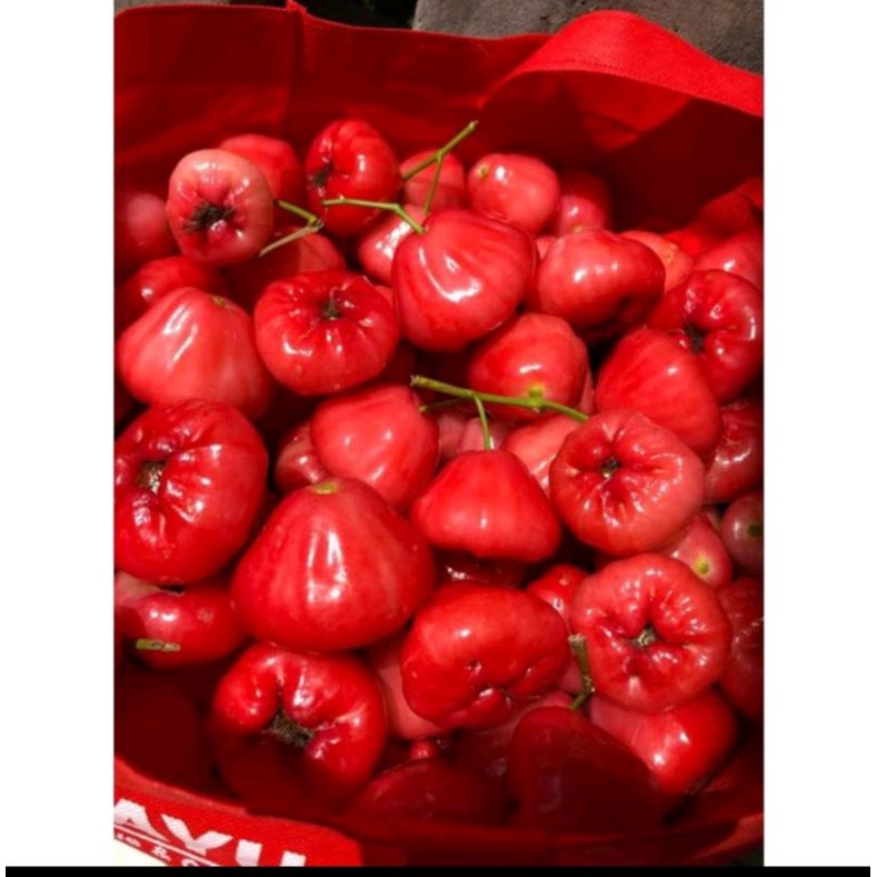 

JAMBU AIR SEGAR 500gr