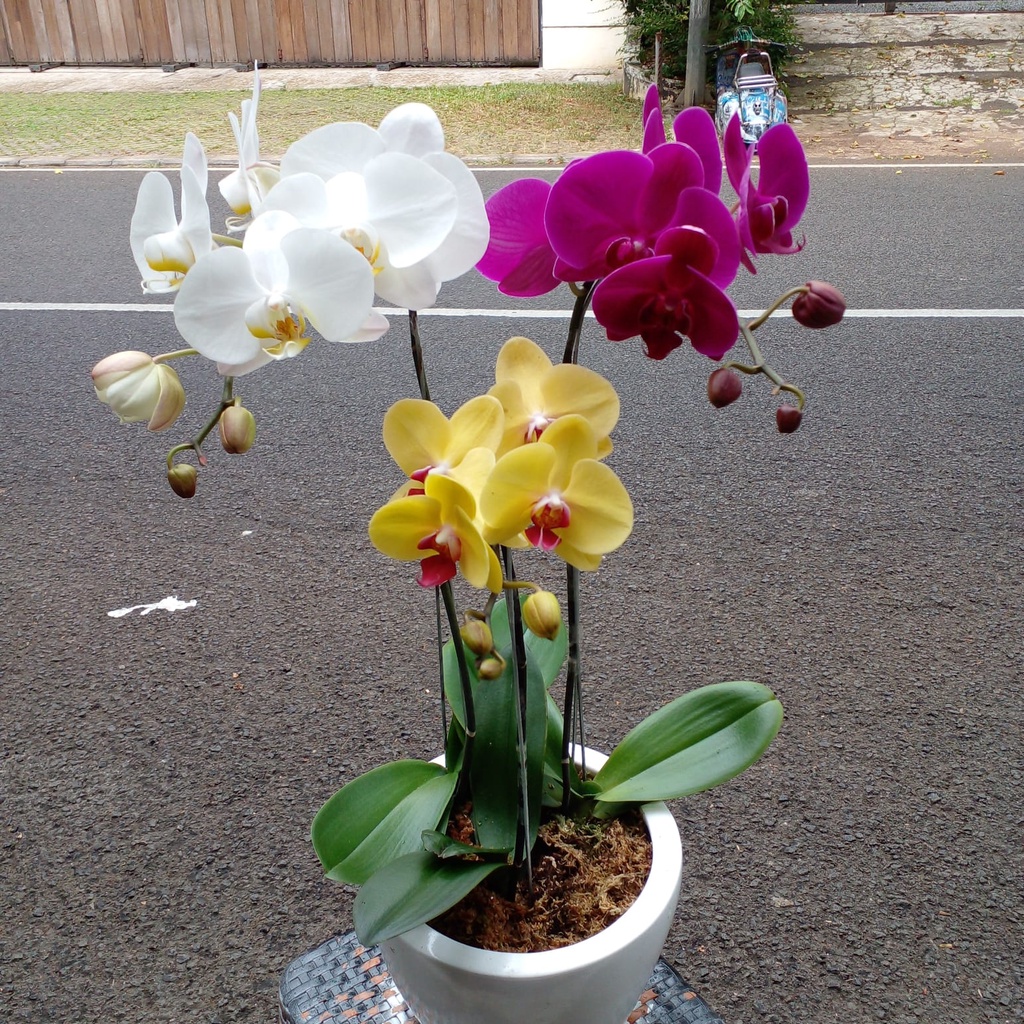 ANGGREK BULAN | ANGGREK BULAN 3 WARNA | ANGGREK BULAN WARNA