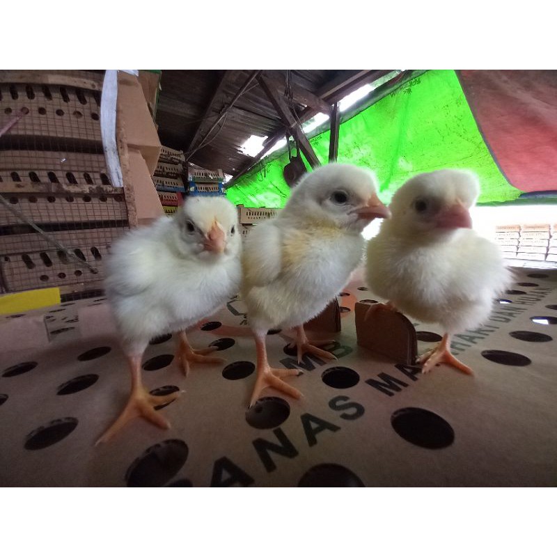 BIBIT AYAM BOILER