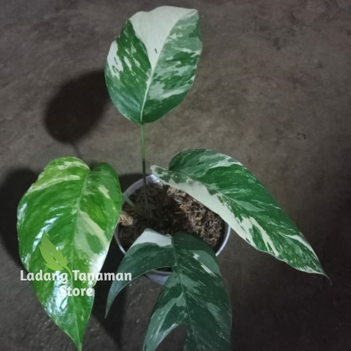 epipremnum variegata