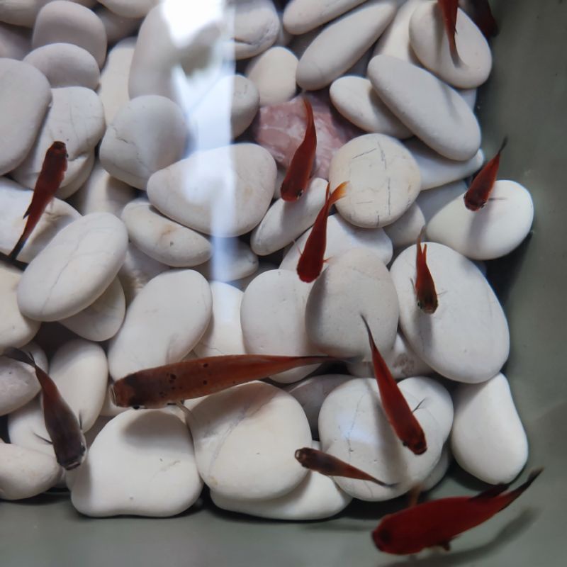 ikan/ikan hias/ikan moly (4pcs)