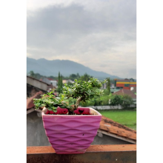 sancang mame varigata