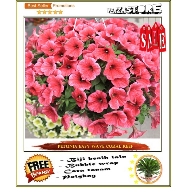 Jual biji benih bunga Petunia Easy Wave Coral Reef /10 biji Shopee