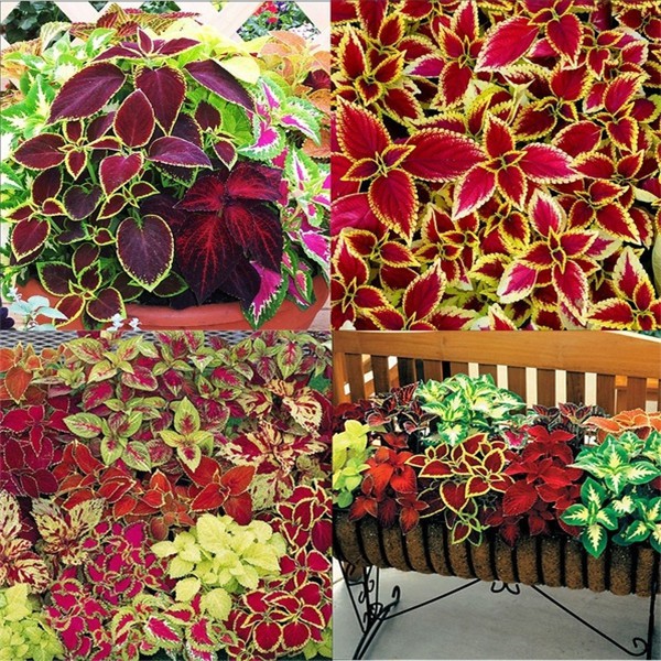 Biji Bunga Tanaman Coleus Rainbow Mix - Blumei - Bibit Tanaman Coleus - Blumei - Coleus Blumei - COD