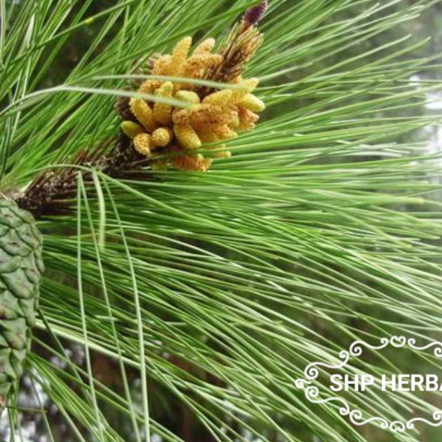 

Jual Daun Pinus Segar 1 KG